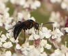 Homonotus sanguinolentus